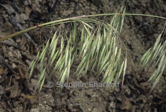 bromus tectorum graphic